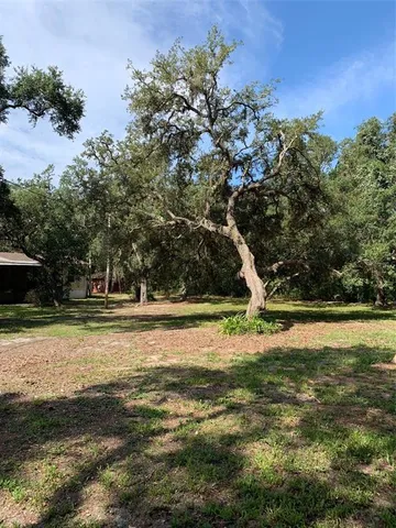 a view of a park with large trees