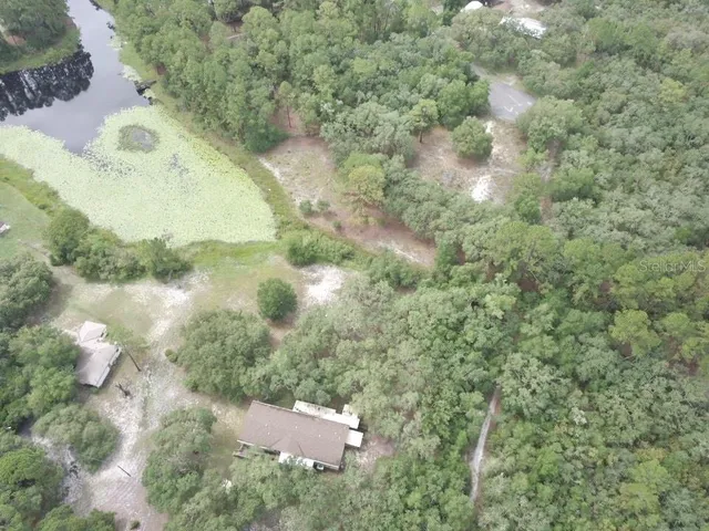 a view of a forest with a tree