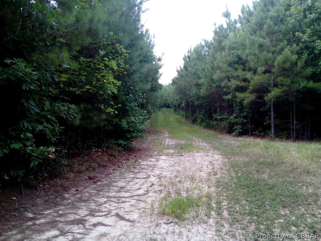 57.4-ac 57.4-ac Poplar Grove Road Center Cross, VA 22437 - Photo 6 of 12