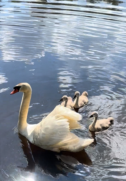 33 Lakeview Avenue, Unit 33 Bellingham, MA 02019 - Photo 35 of 38