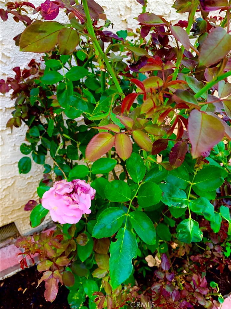 5246 Calderon Road Woodland Hills, CA 91364 - Photo 24 of 50 Gallery Image 24