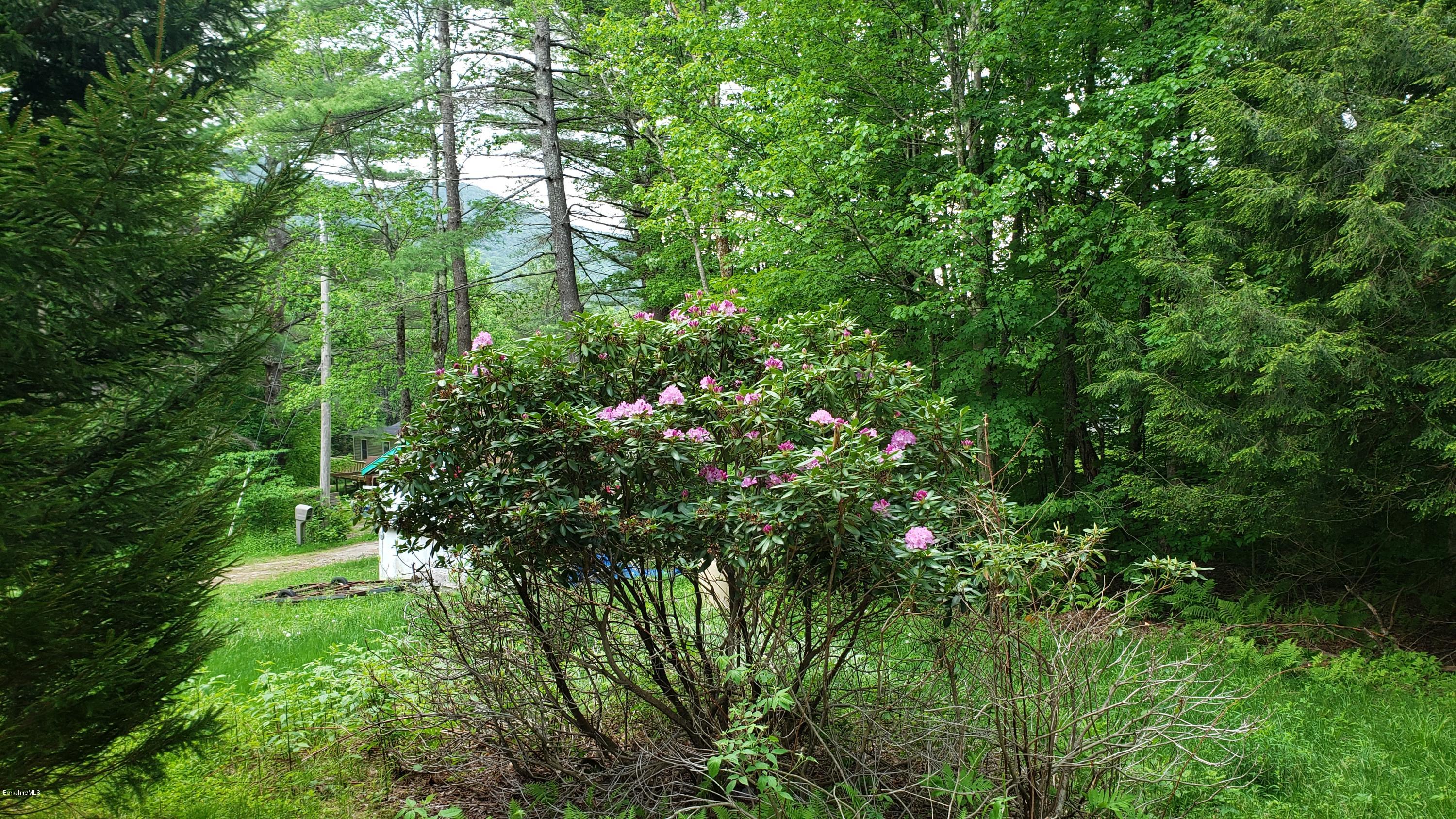 805 Lincoln Road Stamford, VT 05352 - Photo 5 of 13 a view of a lush green forest