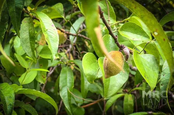 a view of banana tree
