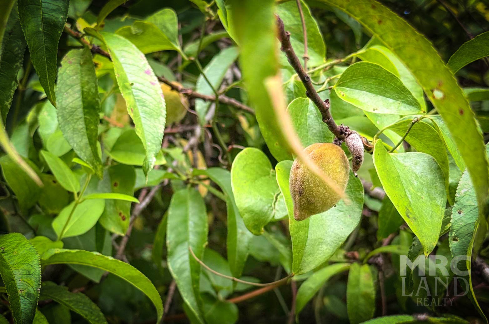 a view of banana tree