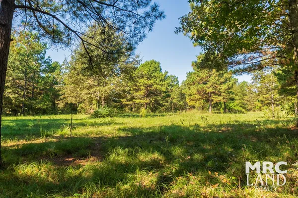 a view of a plant with a plant