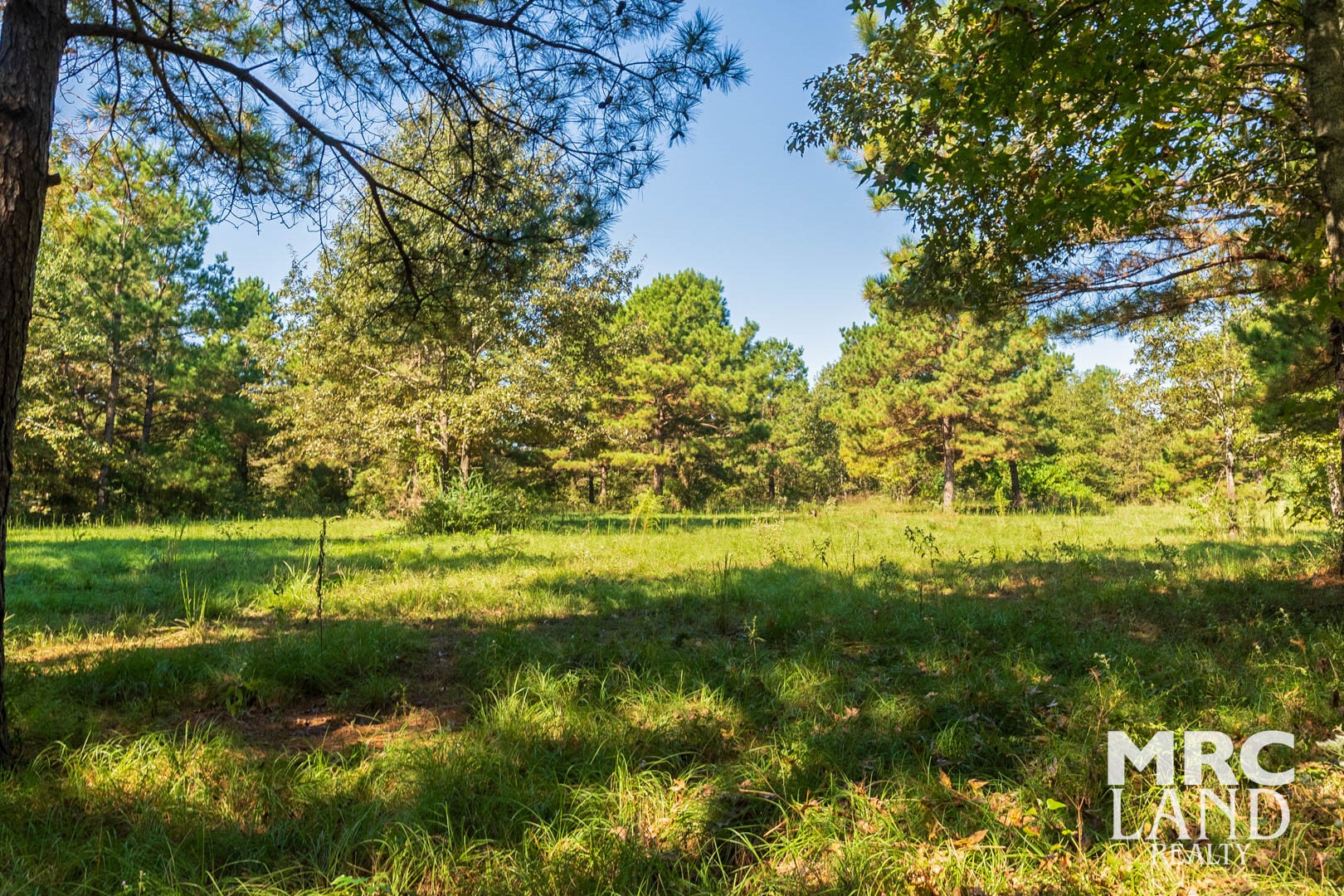 0 County Road 3366 Tenaha, TX 75974 - Photo 15 of 36 a view of a garden