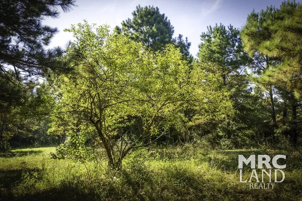 a view of a yard with plants