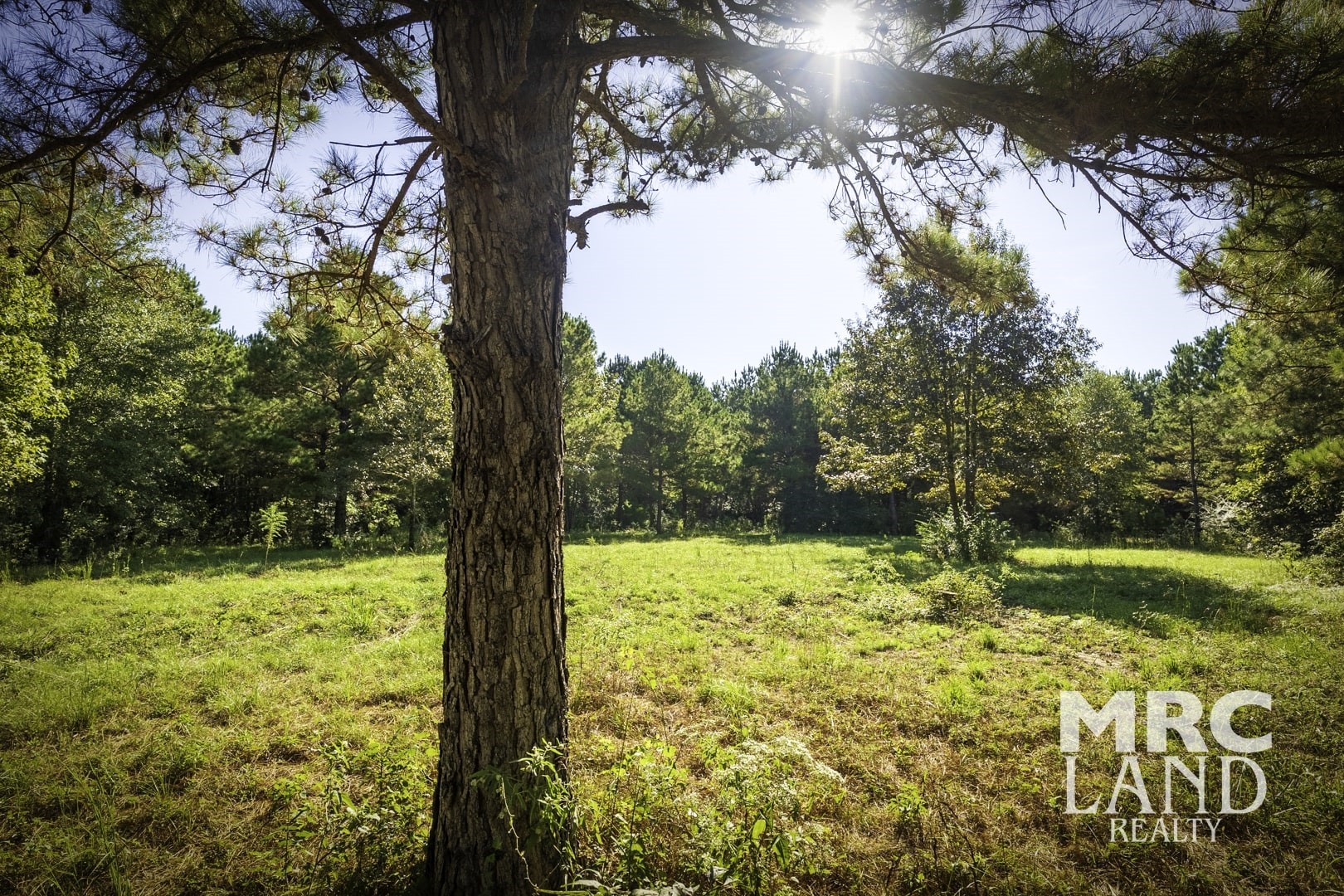 0 County Road 3366 Tenaha, TX 75974 - Photo 26 of 36 a view of outdoor space with a garden