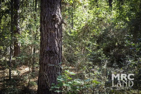 a close up of a tree