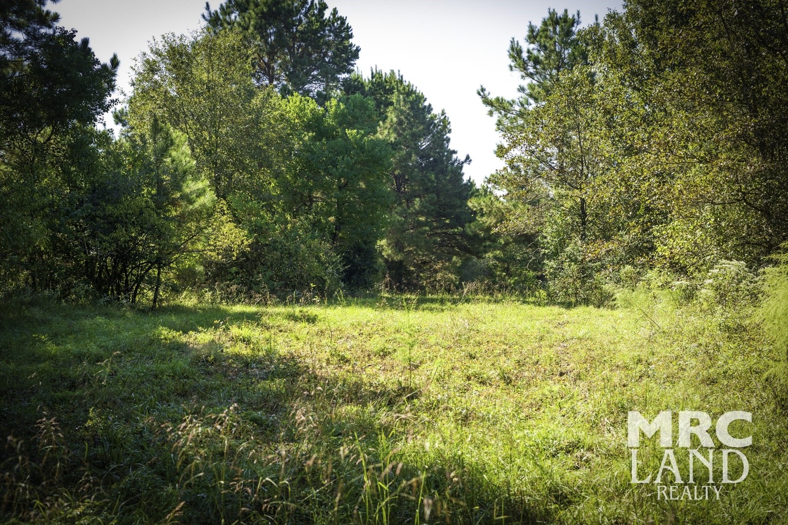 0 County Road 3366 Tenaha, TX 75974 - Photo 29 of 36 a view of a yard