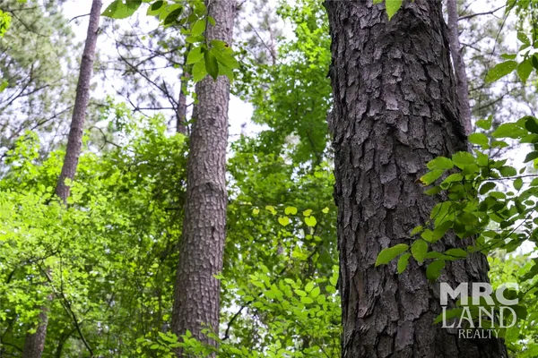 a close up of a plant in a garden