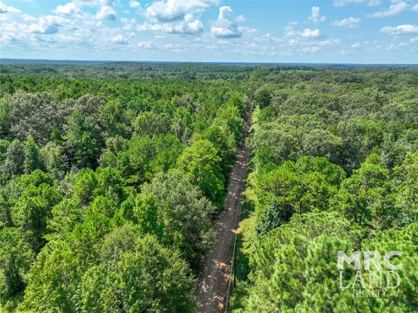 a view of a bunch of plants