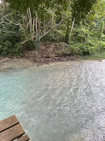 a view of a yard with plants and trees