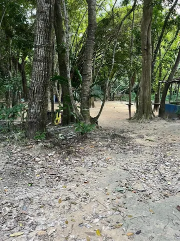 a view of a yard with trees