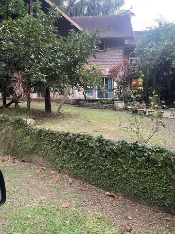a view of a yard with plants and large trees
