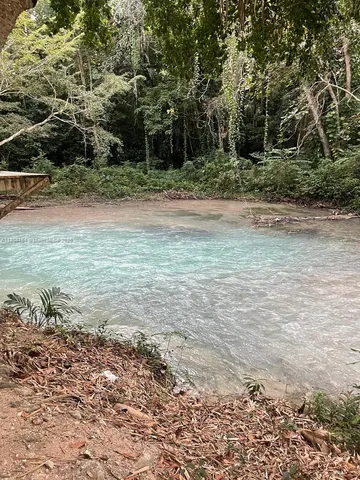 a view of a yard with plants and trees