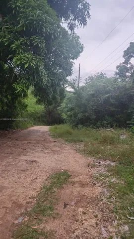 a view of a yard with an tree