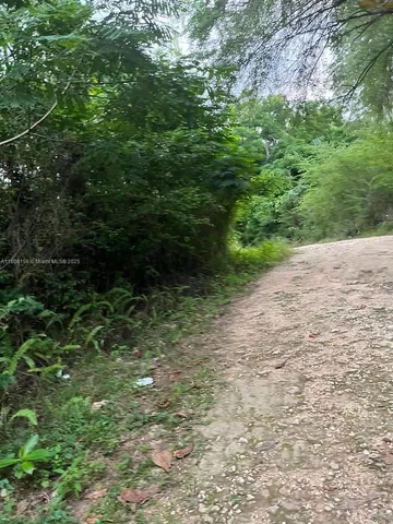 a view of a yard with plants and large trees