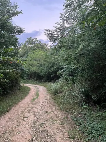 a view of a forest with trees in the background