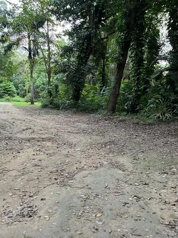 a view of a yard with a tree
