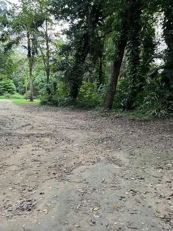a view of a yard with a tree