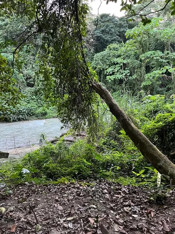 a view of a garden with a tree
