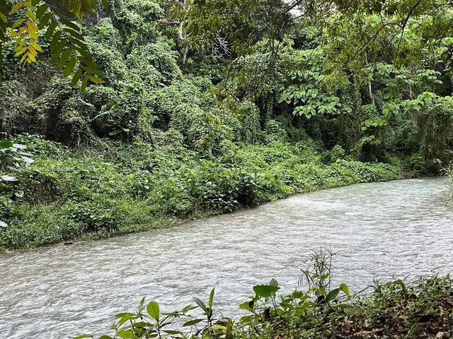 a view of a garden with plants