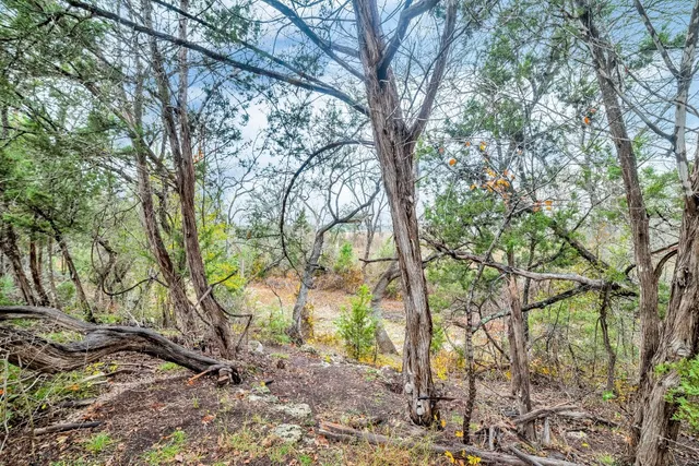 a view of a forest with trees in the background