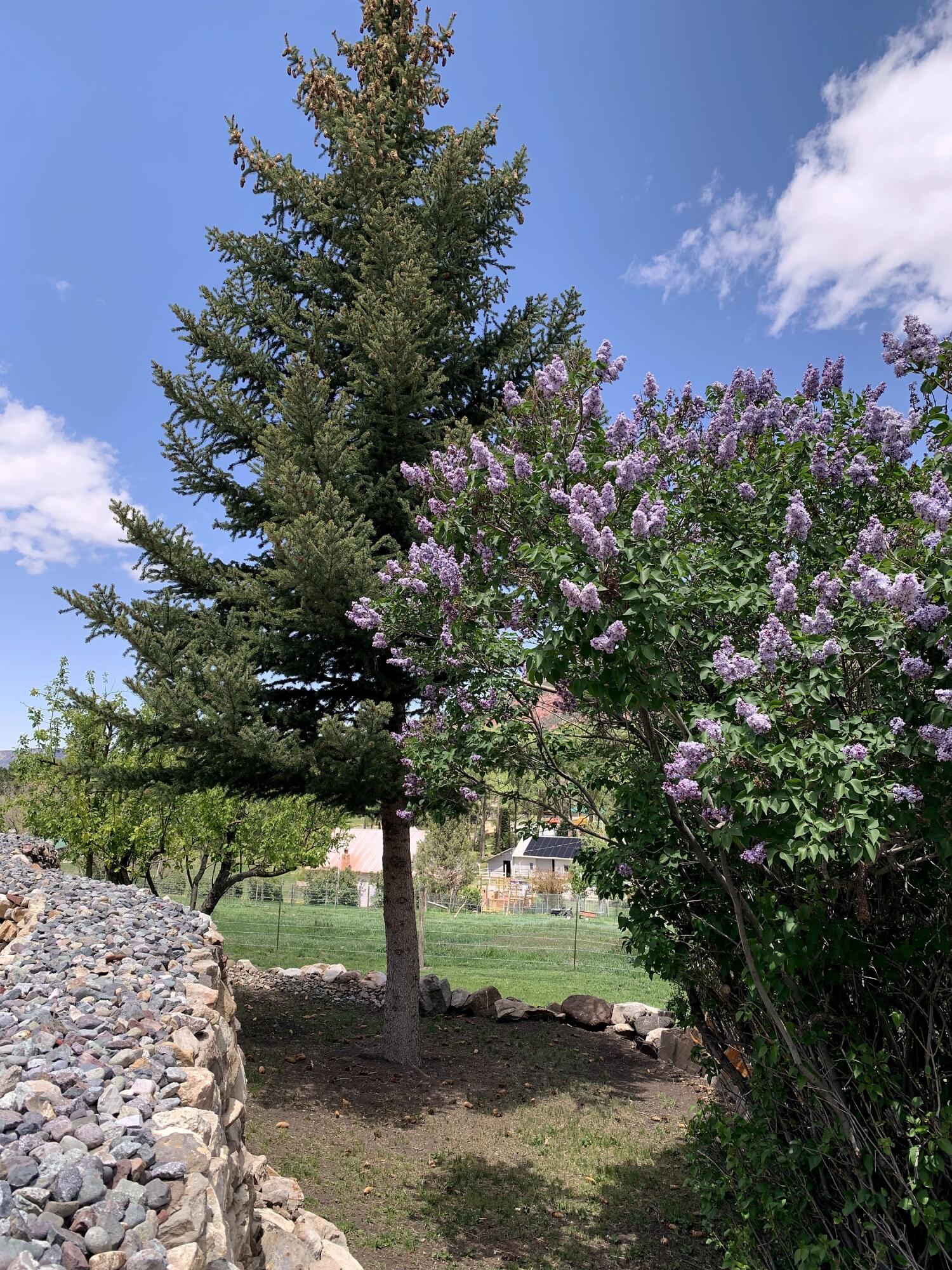 333 Marys Road Ridgway, CO 81432 - Photo 20 of 41 027-333-marys-road-colorado-mountain-hom