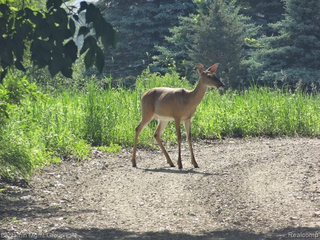 4322 Gregory Road Gregory, MI 48137 - Photo 19 of 19 deer in front yard