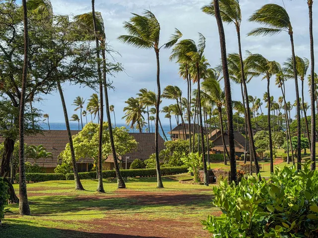 a view of swimming pool with a lawn chairs and palm tree