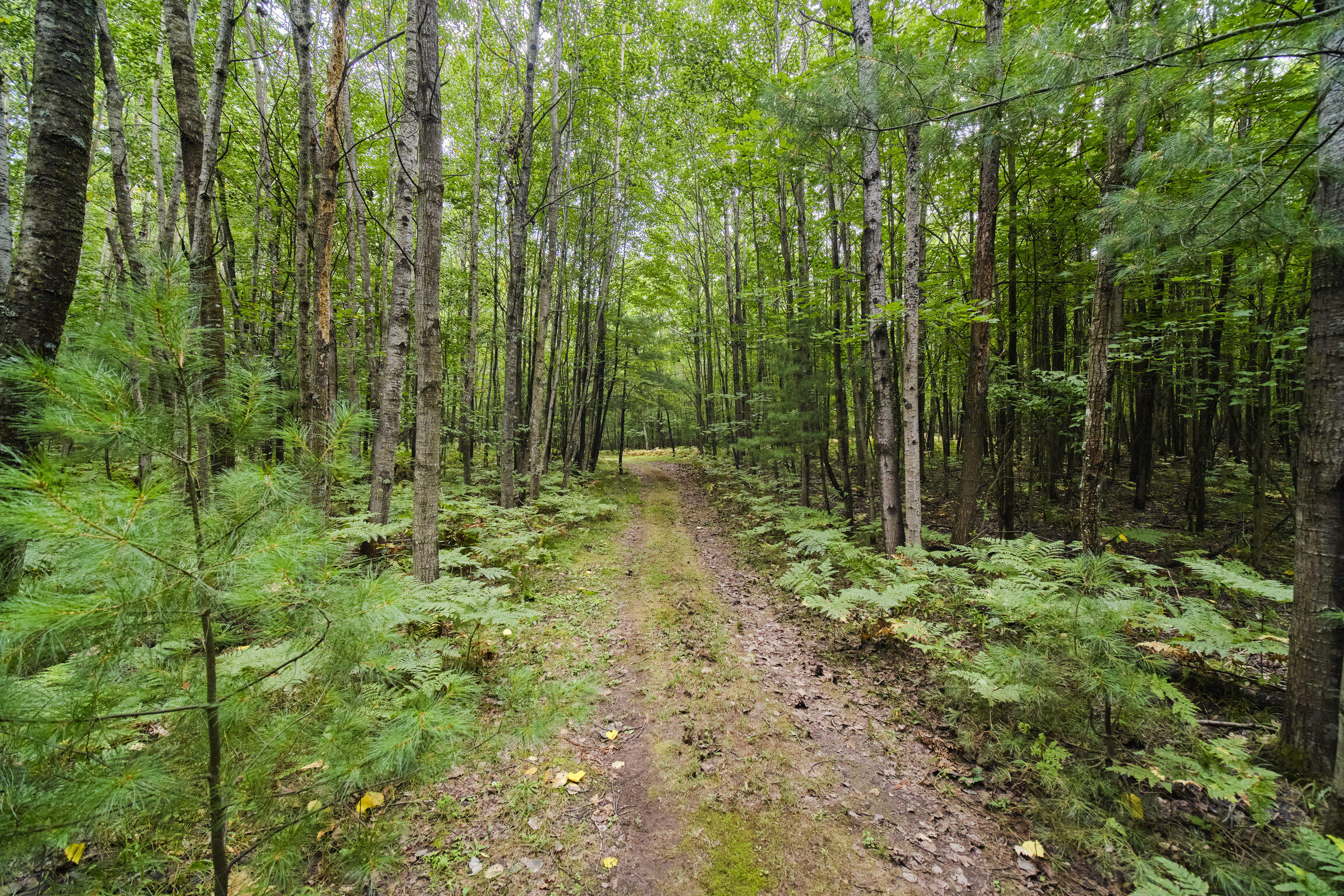 8089 Hunter Ridge Trail Copemish, MI 49625 - Photo 8 of 61 8089 Hunter's Ridge