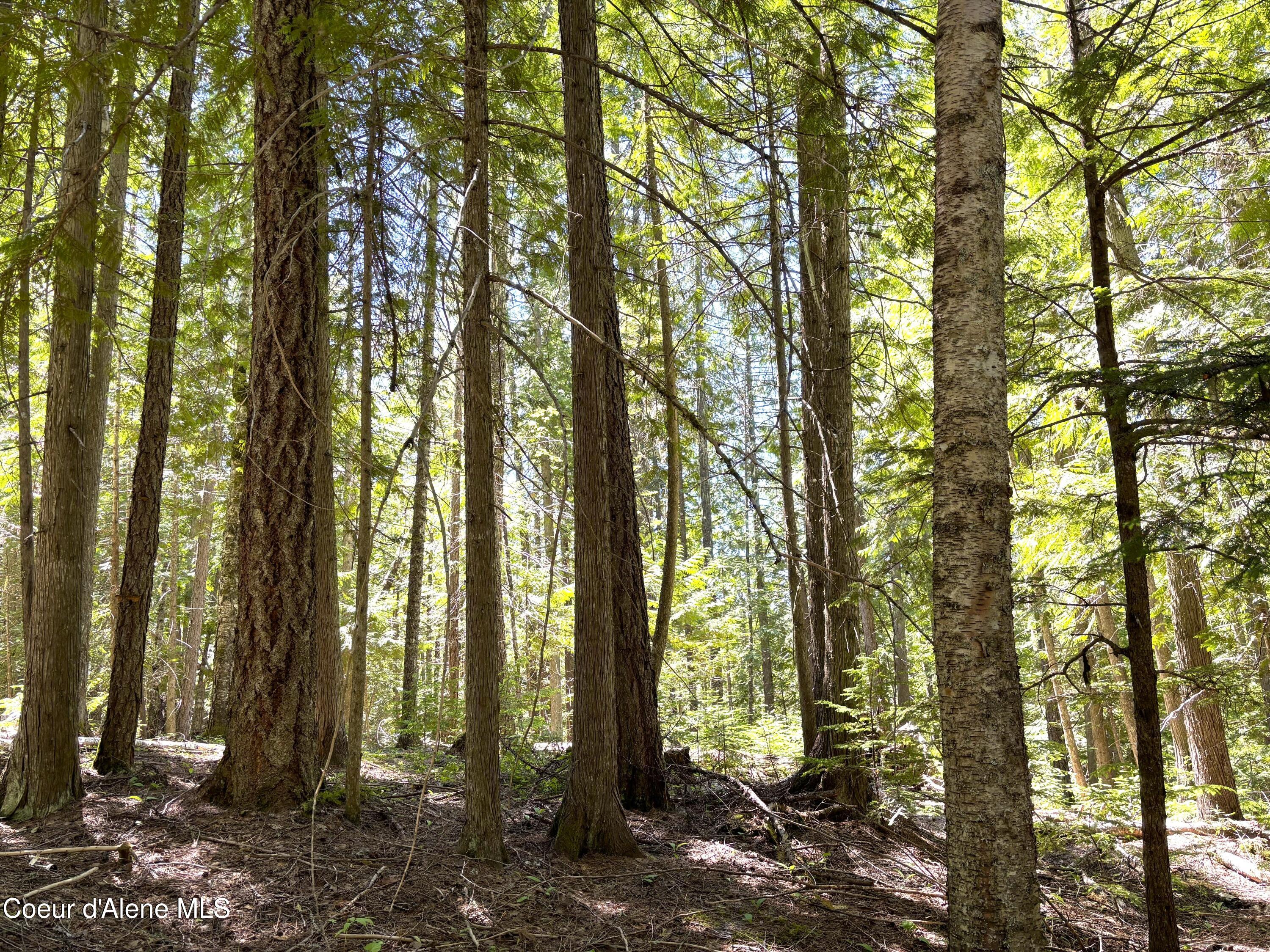 2216 Mosquito Creek Road Clark Fork, ID 83811 - Photo 30 of 47 029 Dense forest
