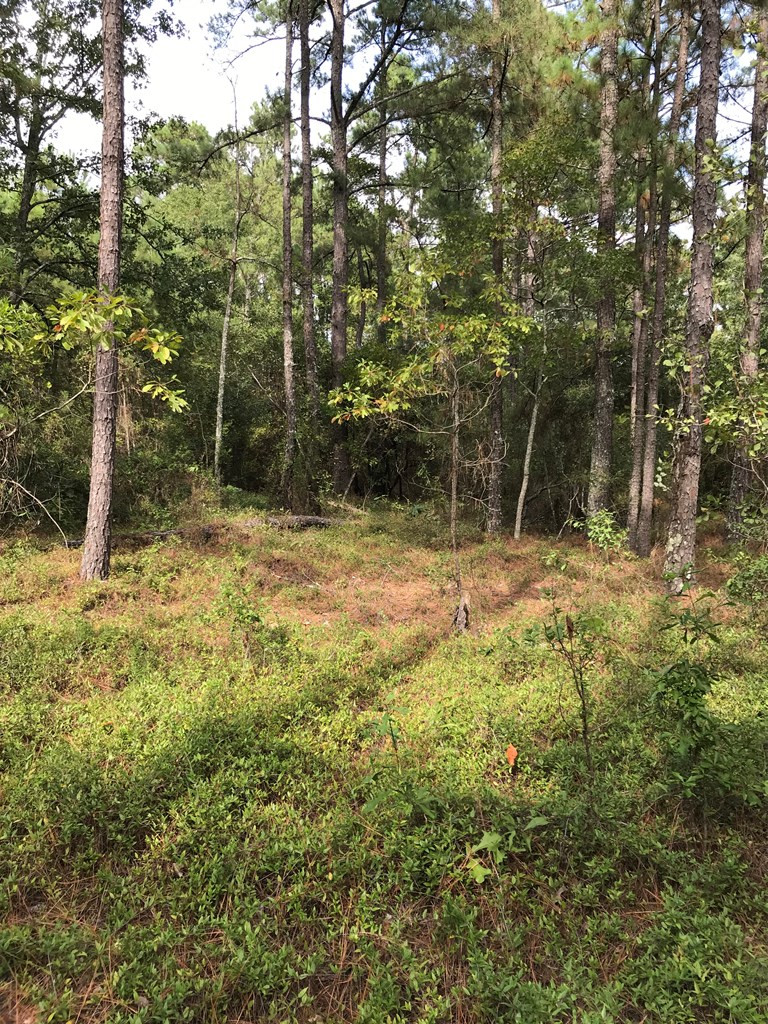 1022 Wrights Mill Road Aiken, SC 29801 - Photo 4 of 7