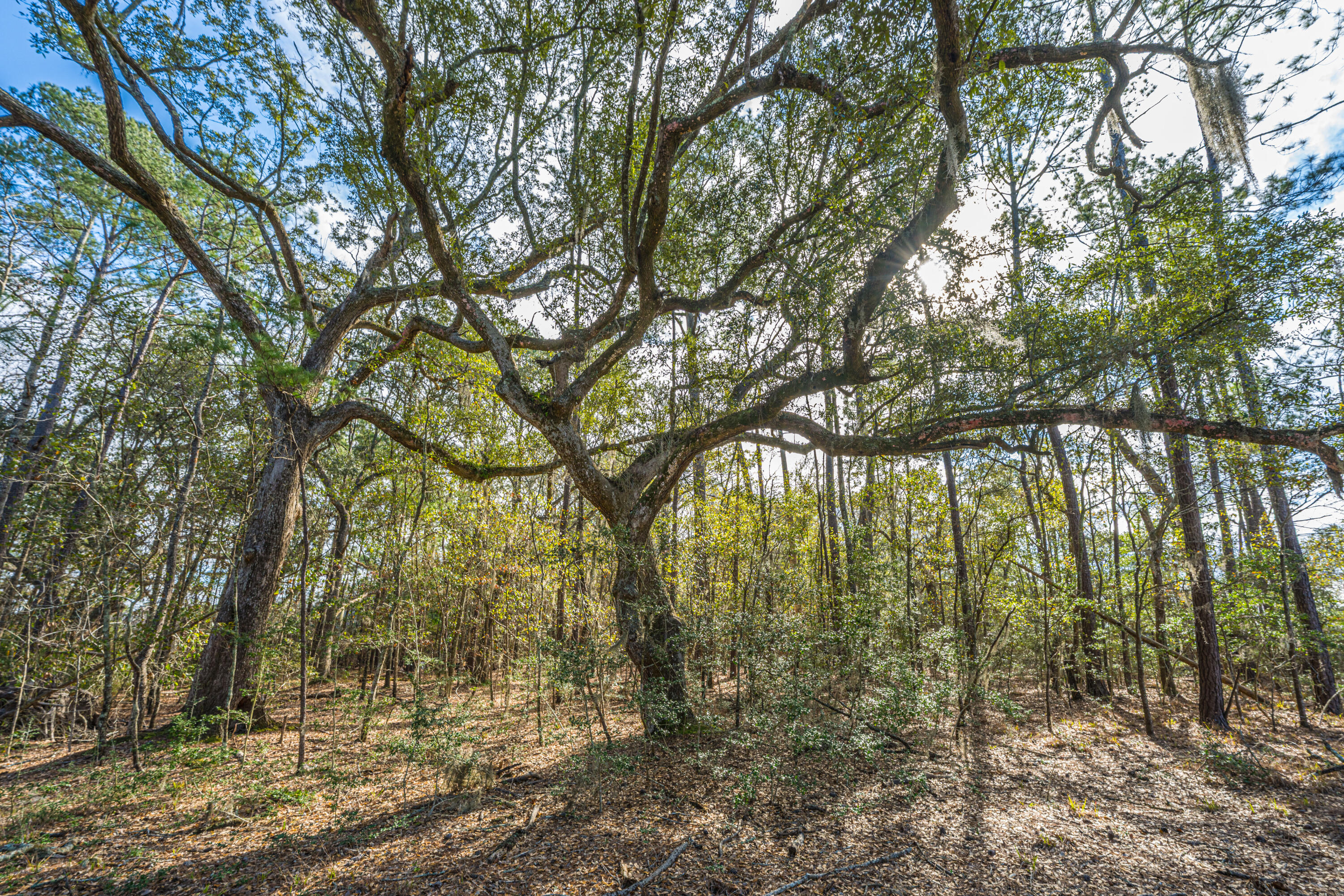 4107 Davison Road Ravenel, SC 29470 - Photo 23 of 27 4107DavisonRd013
