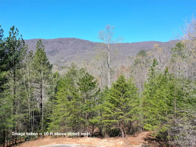 a view of a forest with a tree