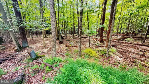 a view of backyard with tree