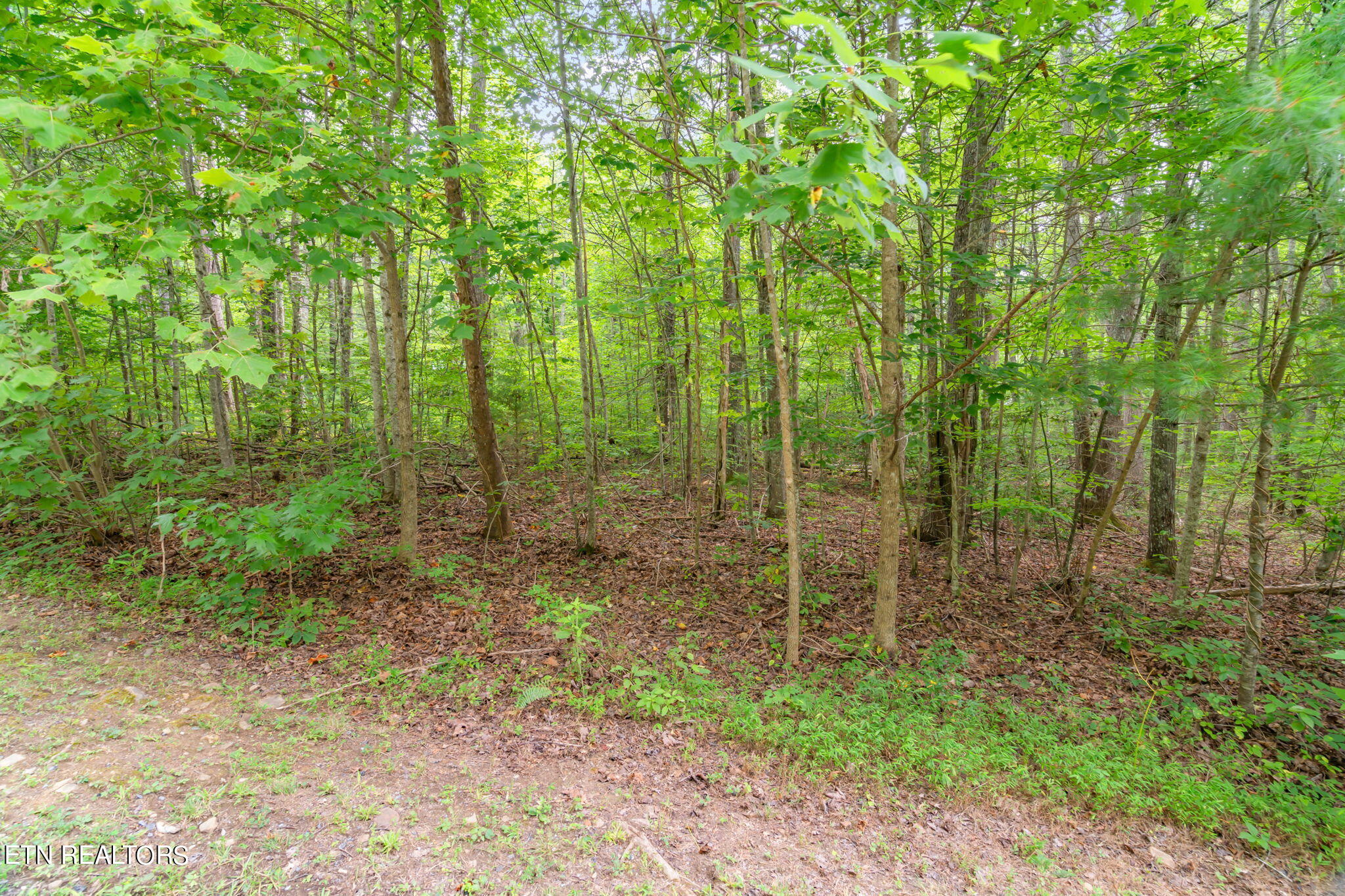 Rocky Ridge Road Cosby, TN 37722 - Photo 5 of 17 16-web-or-mls-Laurelwood Road Land-14