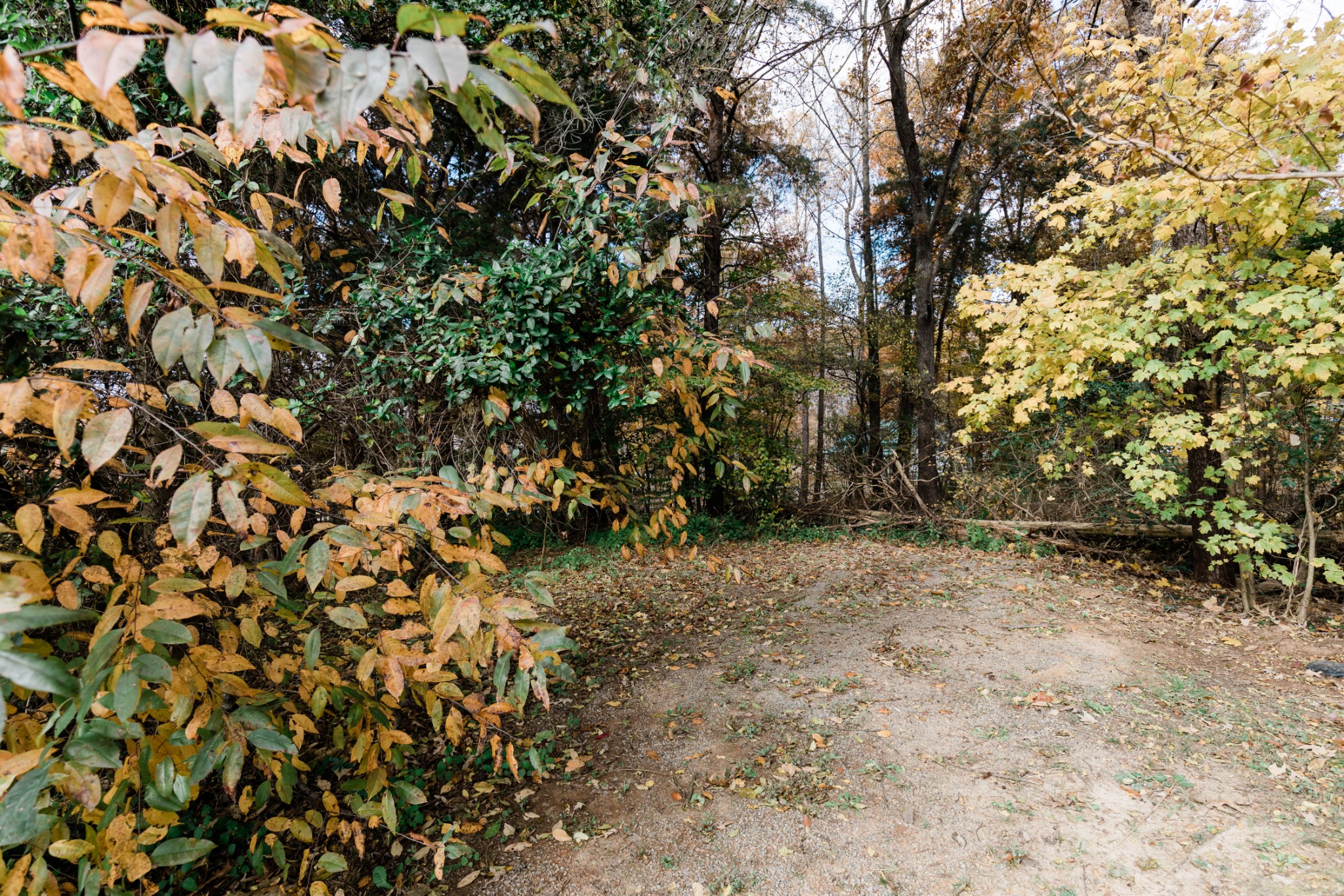 2004 Cherokee Trail Springfield, TN 37172 - Photo 38 of 38 a view of a yard with a tree