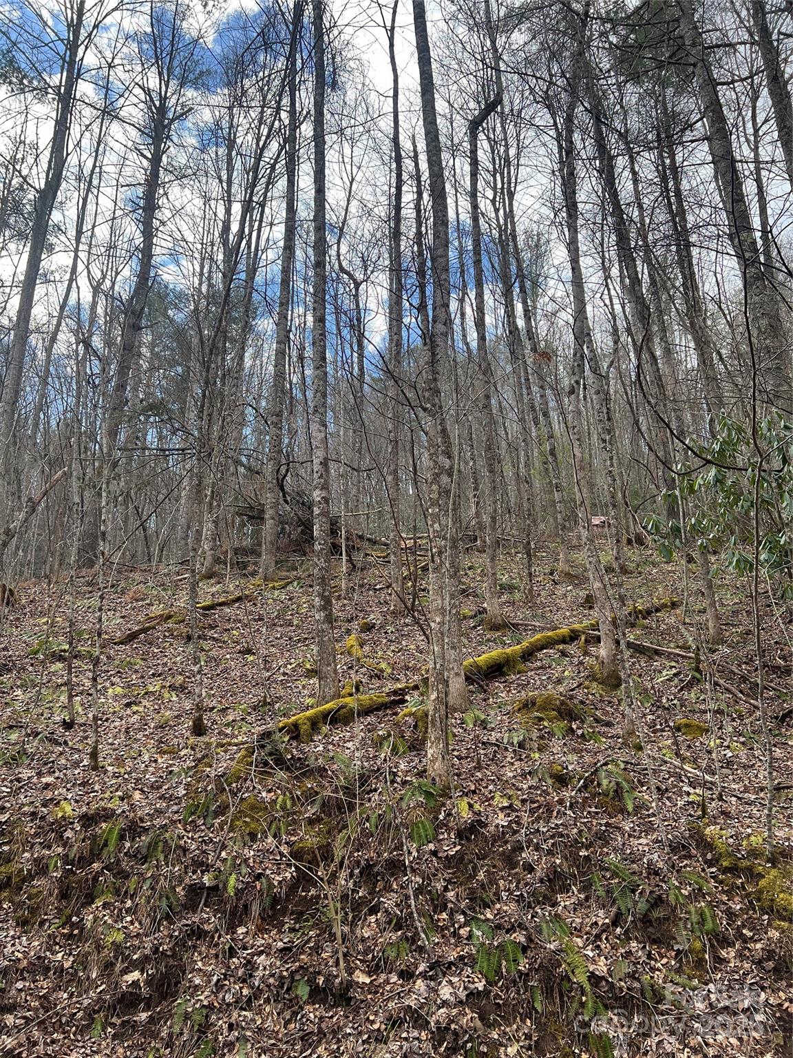 45 Atlantic Tower Road Bakersville, NC 28705 - Photo 6 of 19 Gallery Image 6