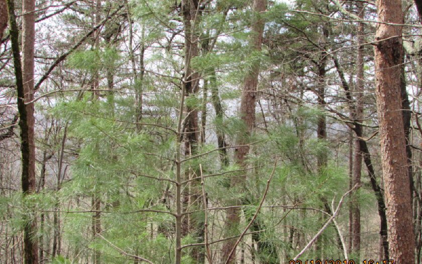 40 Firetower Road Jasper, GA 30143 - Photo 1 of 1 Main View