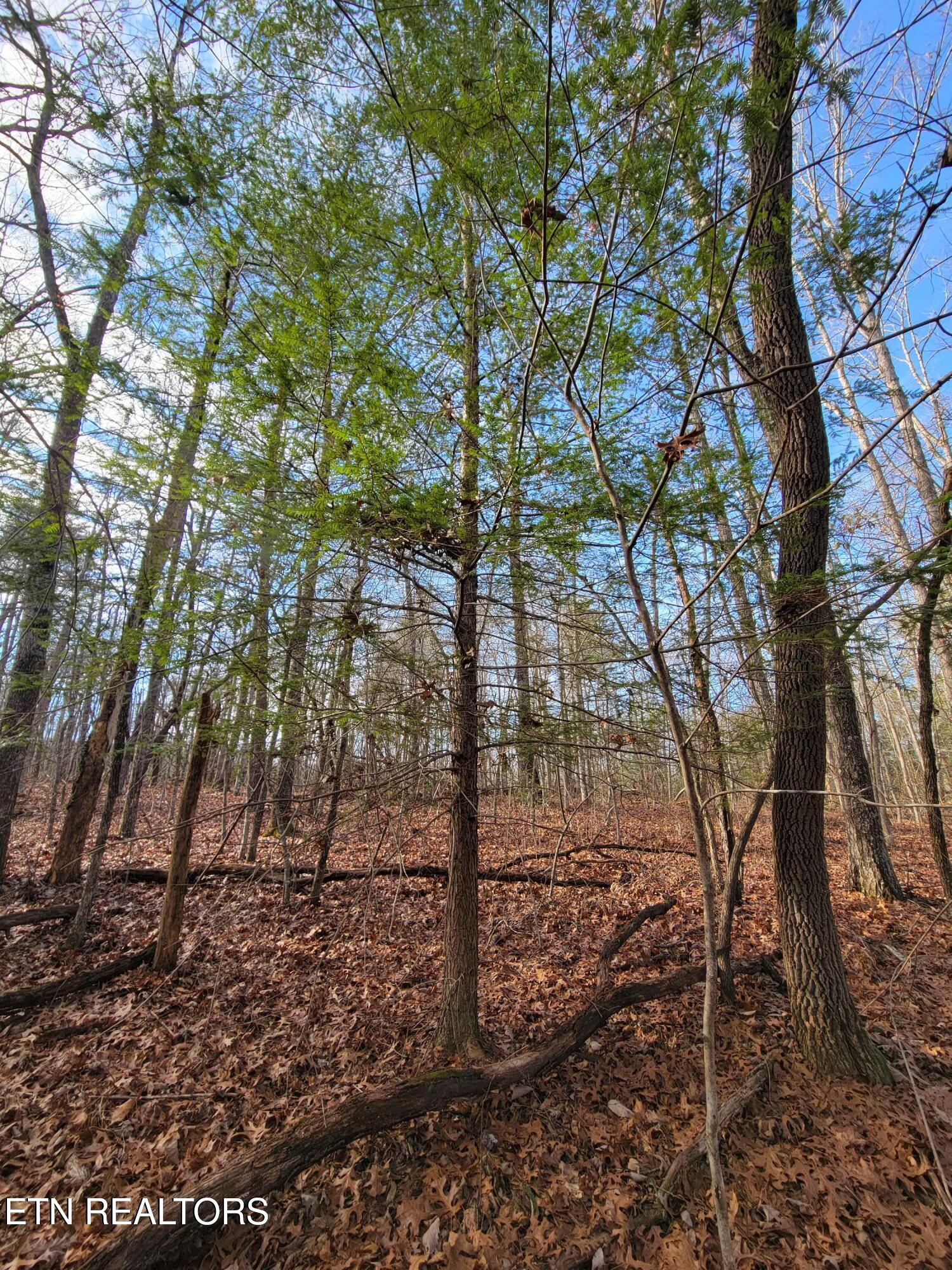 30 Laurel Loop Monterey, TN 38574 - Photo 8 of 12 Laurel Loop Lot 30 Photo 8