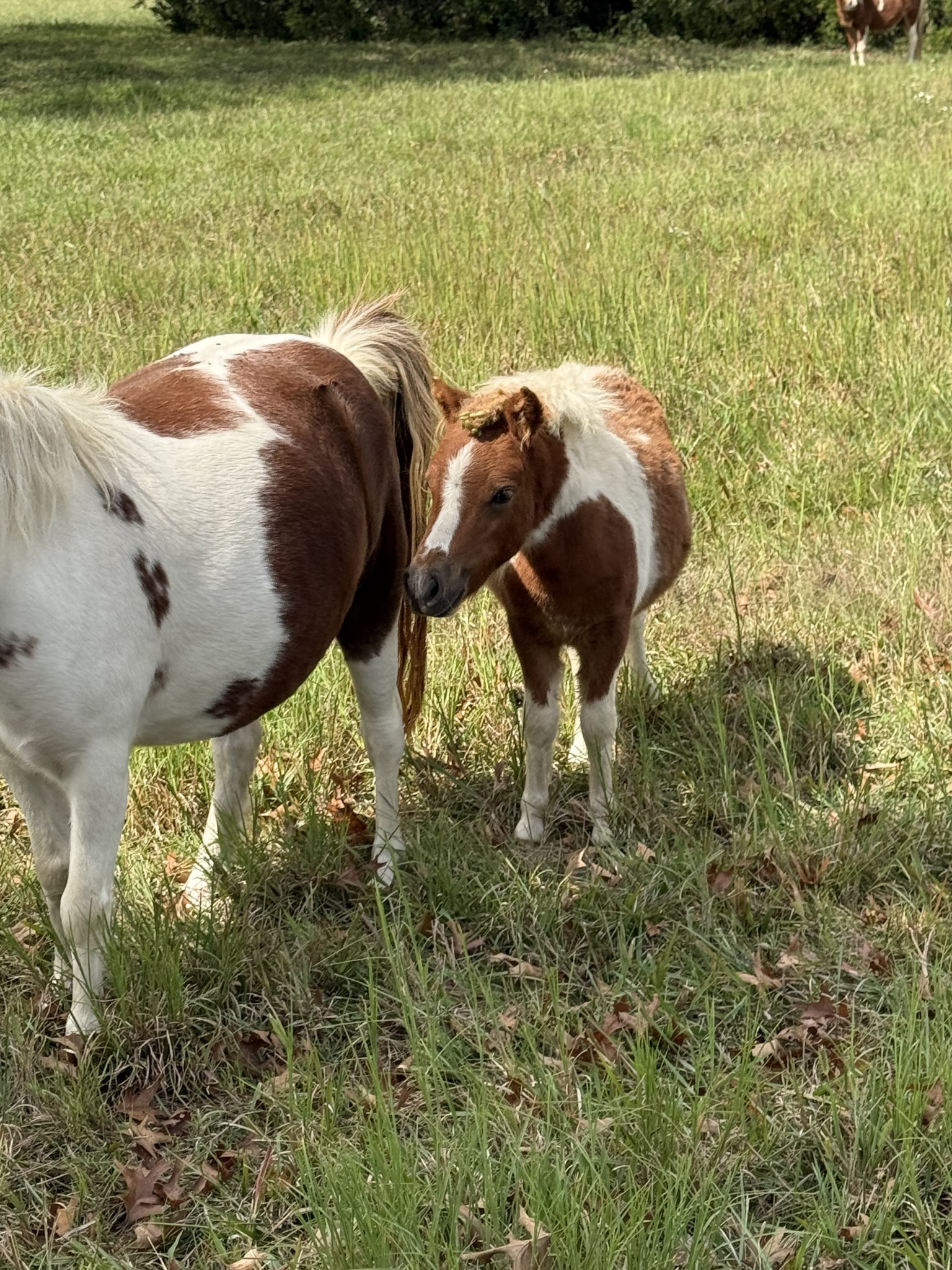 149 Upper Station Camp Creek Road Gallatin, TN 37066 - Photo 83 of 83 a view of swimming pool from a yard