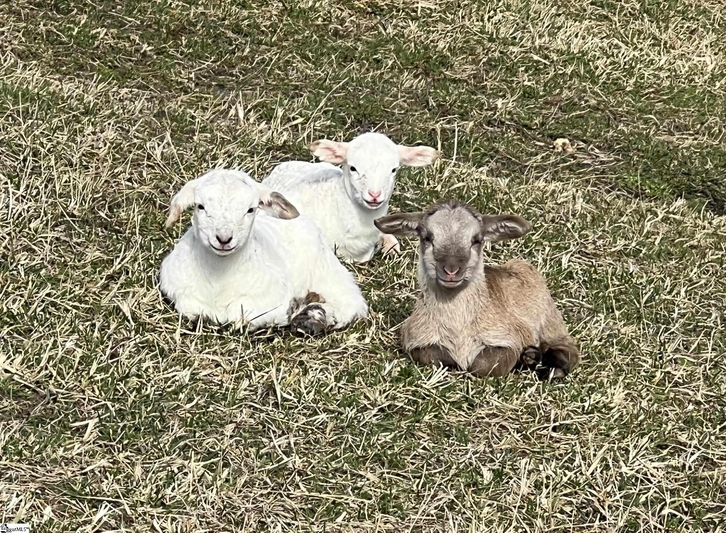 665 Oconee Creek Road Walhalla, SC 29691 - Photo 13 of 48 Katahdin sheep with lambs that can convey
