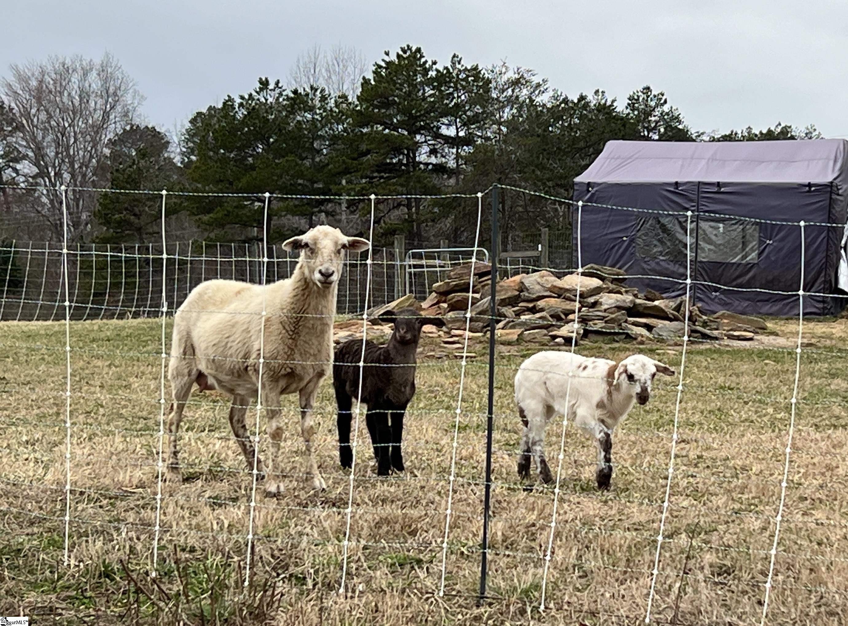 665 Oconee Creek Road Walhalla, SC 29691 - Photo 47 of 48 Katahdin sheep with lambs that can convey