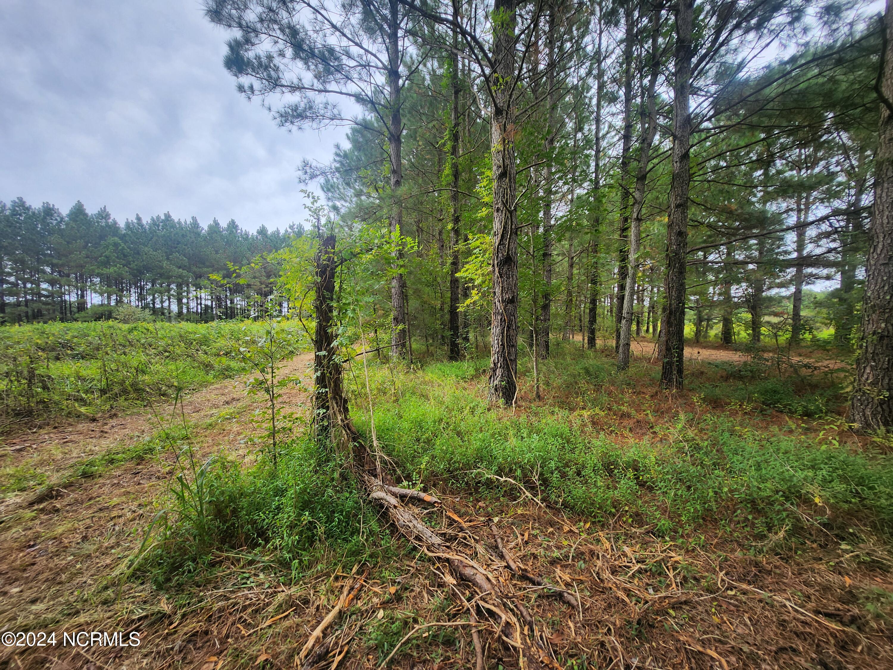 56 Fanny Road Gates, NC 27937 - Photo 15 of 18 Potential homesite (L), driveway (R)