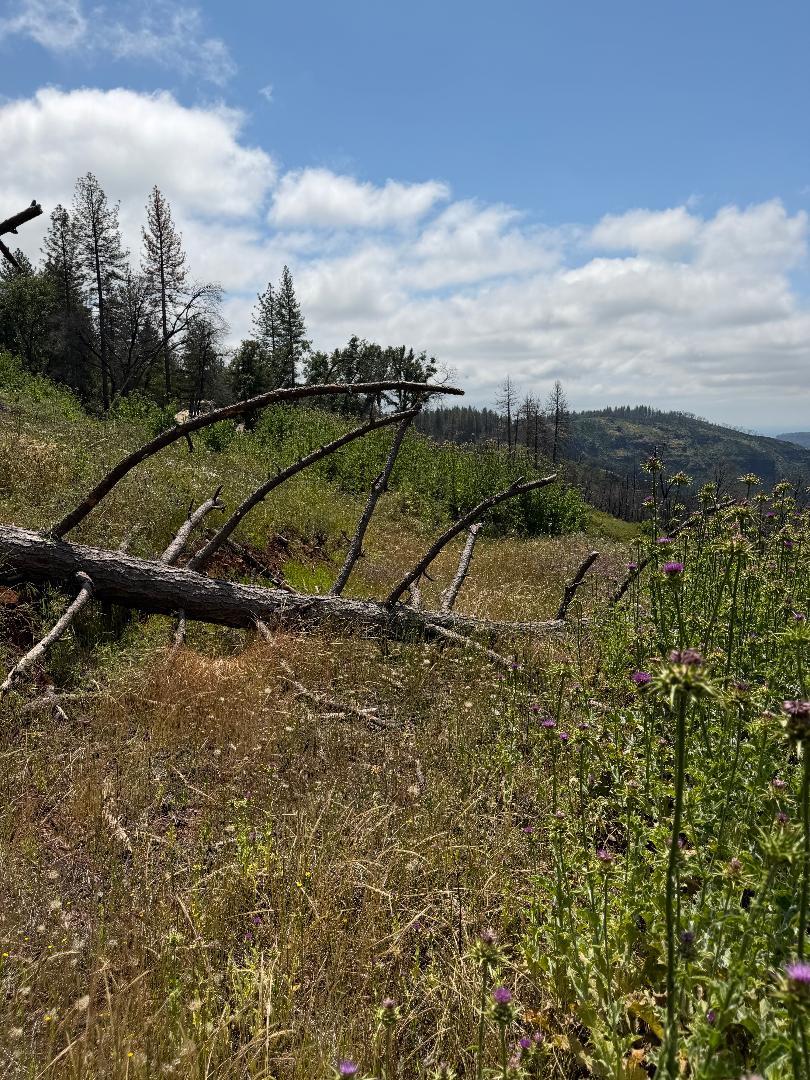 4631 Dear Abby Road Forest Ranch, CA 95942 - Photo 14 of 32
