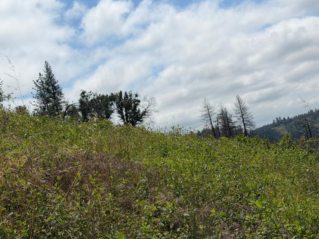 4631 Dear Abby Road Forest Ranch, CA 95942 - Photo 9 of 32