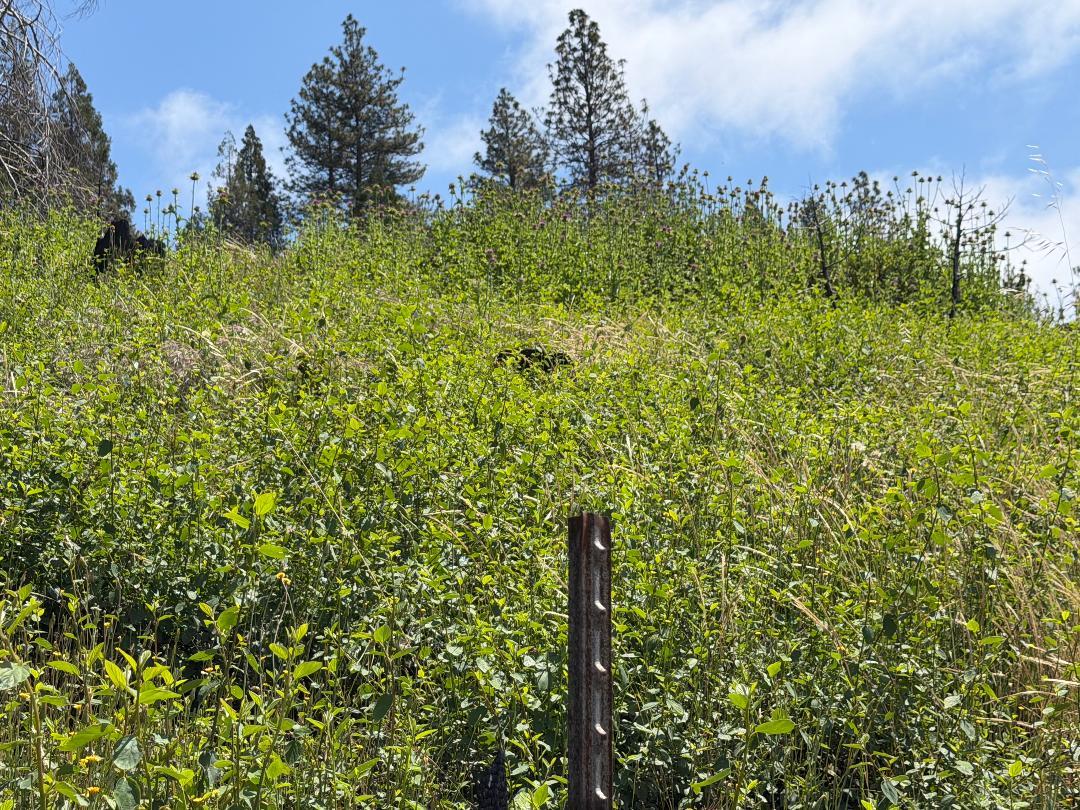 4631 Dear Abby Road Forest Ranch, CA 95942 - Photo 10 of 32