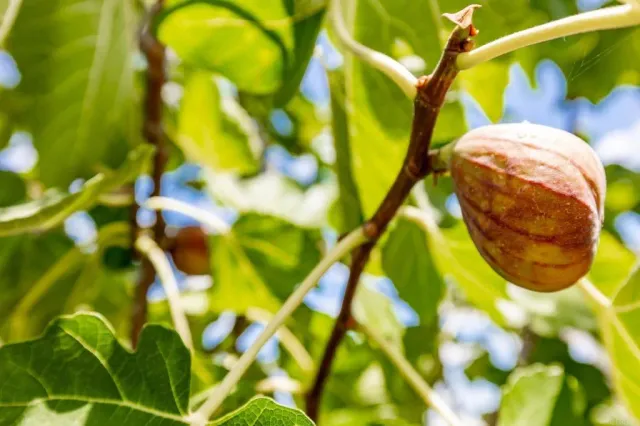 $1,594,999 | 9432 Hito Court, Unit 1, San Diego, CA 92129